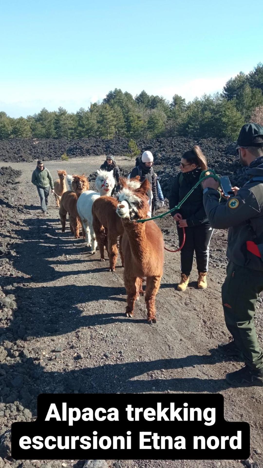 Alpaca Etna Rooms Da Mariagiovanna Linguaglossa Dış mekan fotoğraf