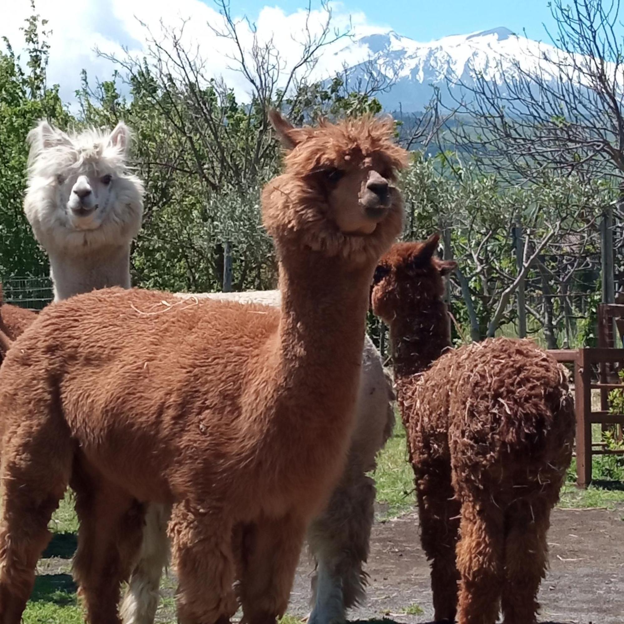 Alpaca Etna Rooms Da Mariagiovanna Linguaglossa Dış mekan fotoğraf