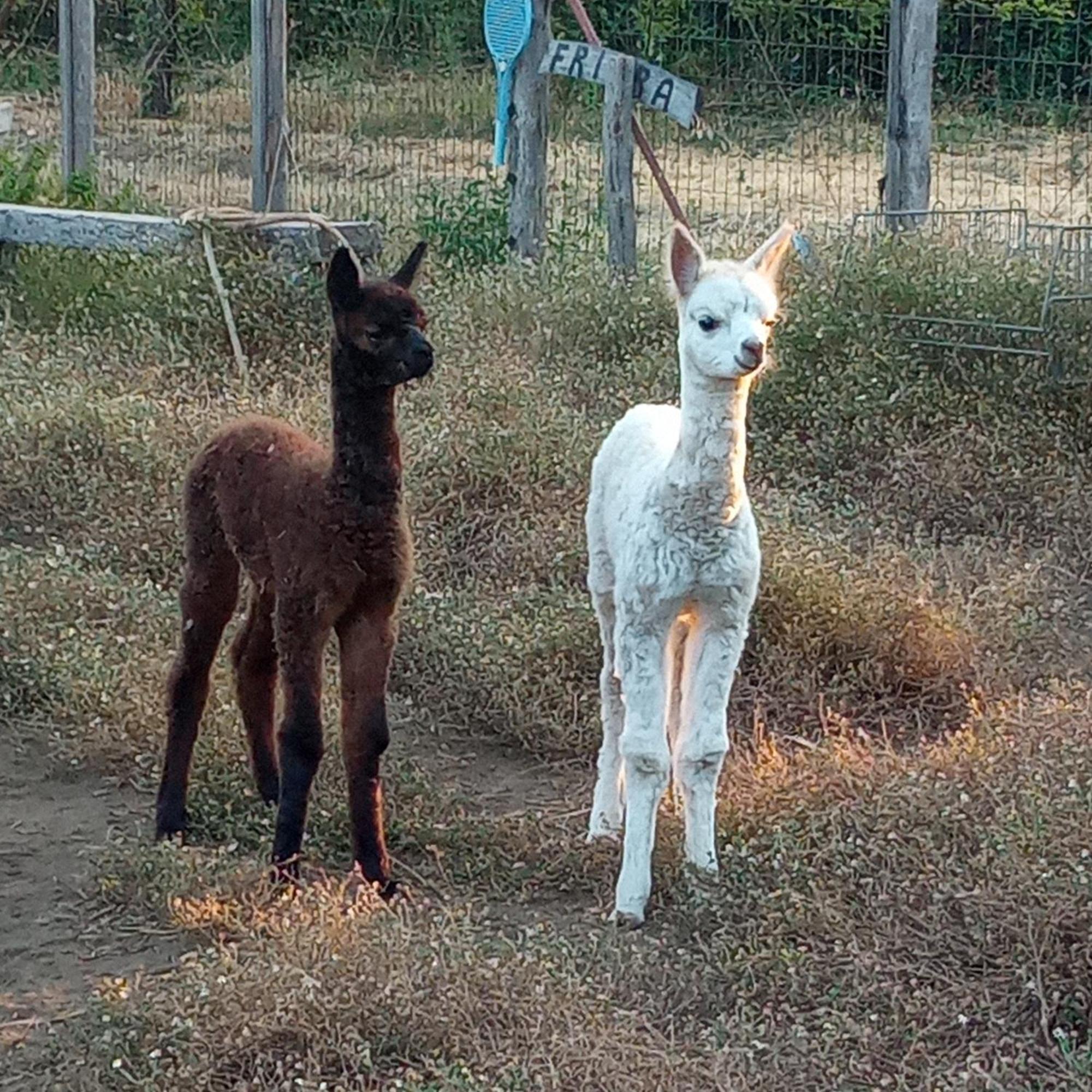 Alpaca Etna Rooms Da Mariagiovanna Linguaglossa Dış mekan fotoğraf